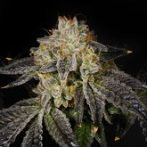 Bacio Gelato Seeds